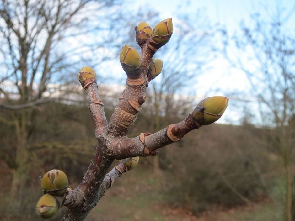 Onde plantar Sicómoro (Acer pseudoplatanus)_2