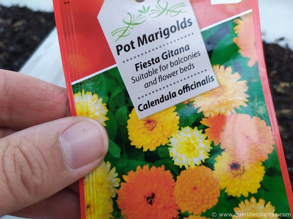 Como semear calêndula (Calendula officinalis) - pacote de sementes