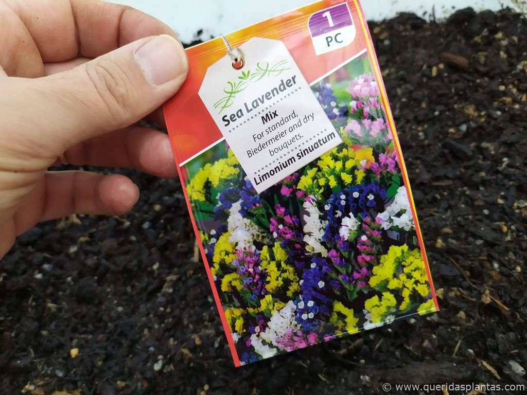 Como semear estátice (Limonium sinuatum)