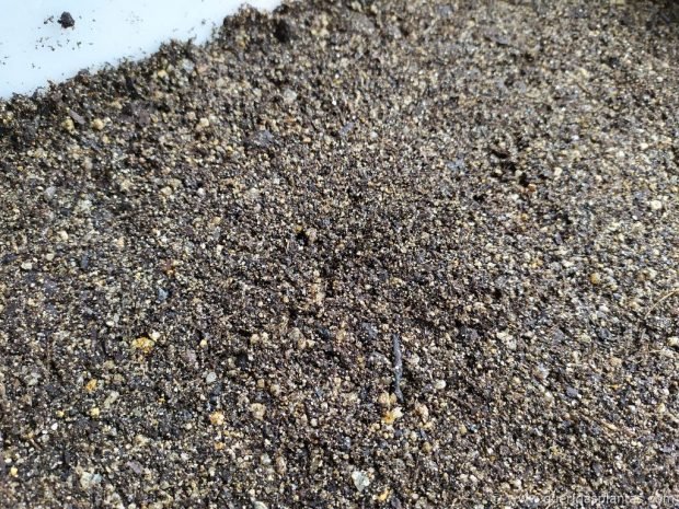 Composto de sementeira liso e preparado para receber as sementes