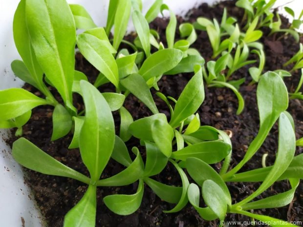 Pequenas plantas de calêndula (Calendula officinalis) germinadas de semente