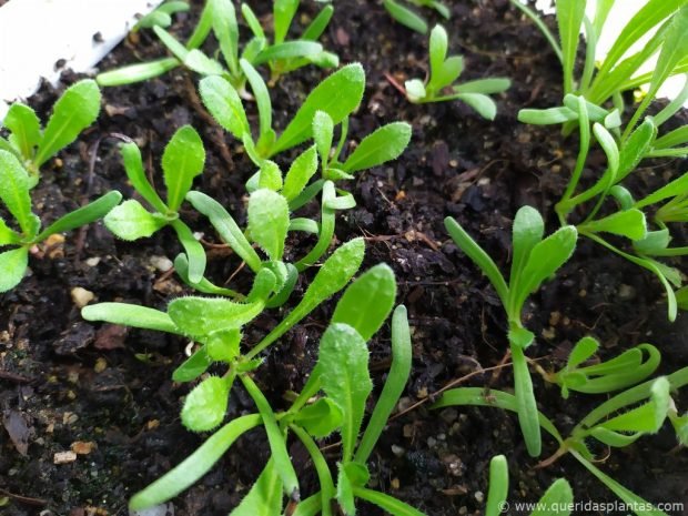 Pequenas plantas de estátice (Limonium sinuatum) germinadas