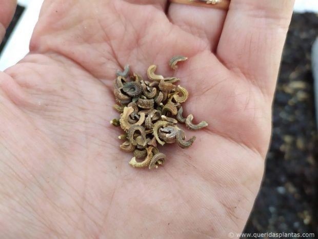 Sementes de calêndula (Calendula officinalis) em forma de lua