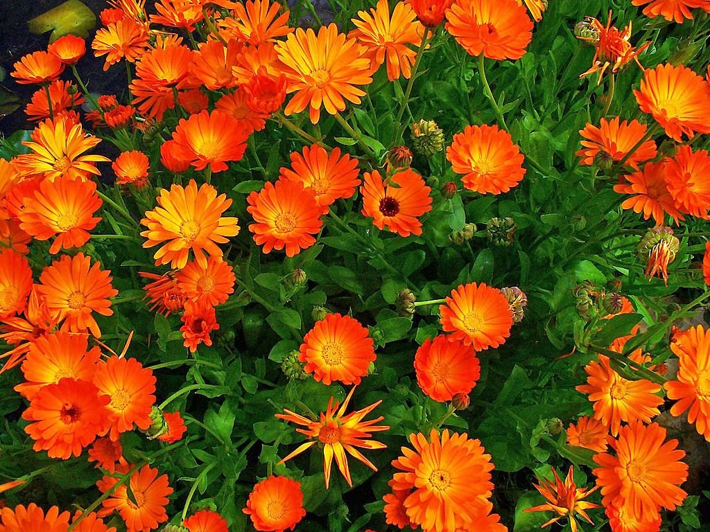 Calêndula (Calendula officinalis)