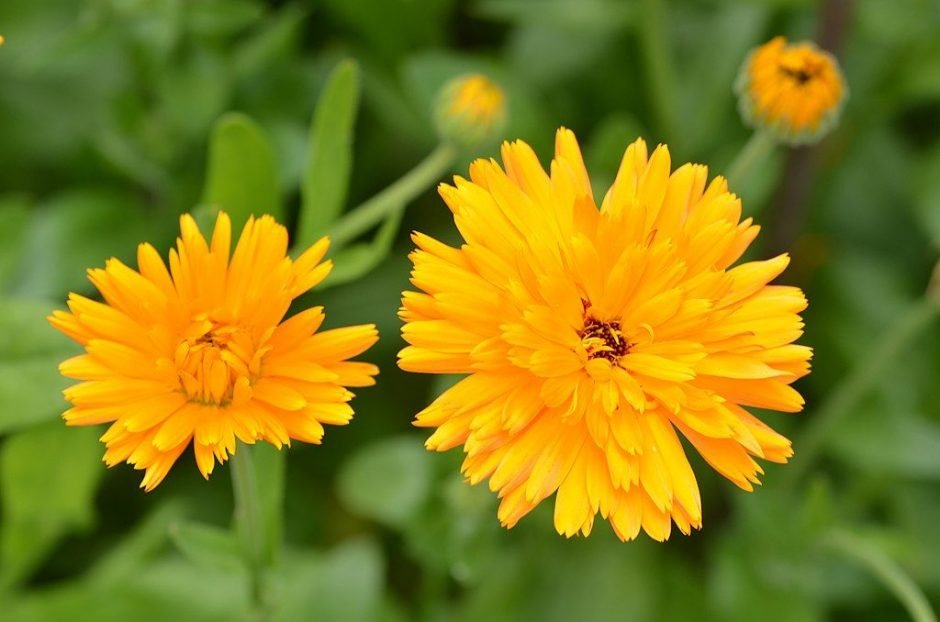 Como plantar Calêndula (Calendula officinalis)_1