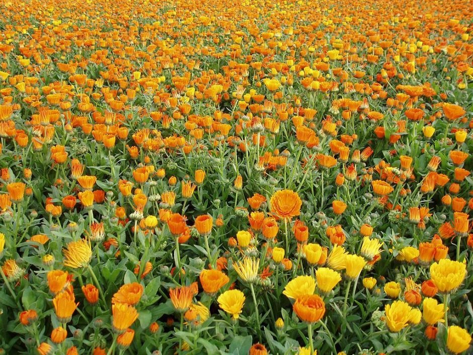 Onde plantar Calêndula (Calendula officinalis)_2