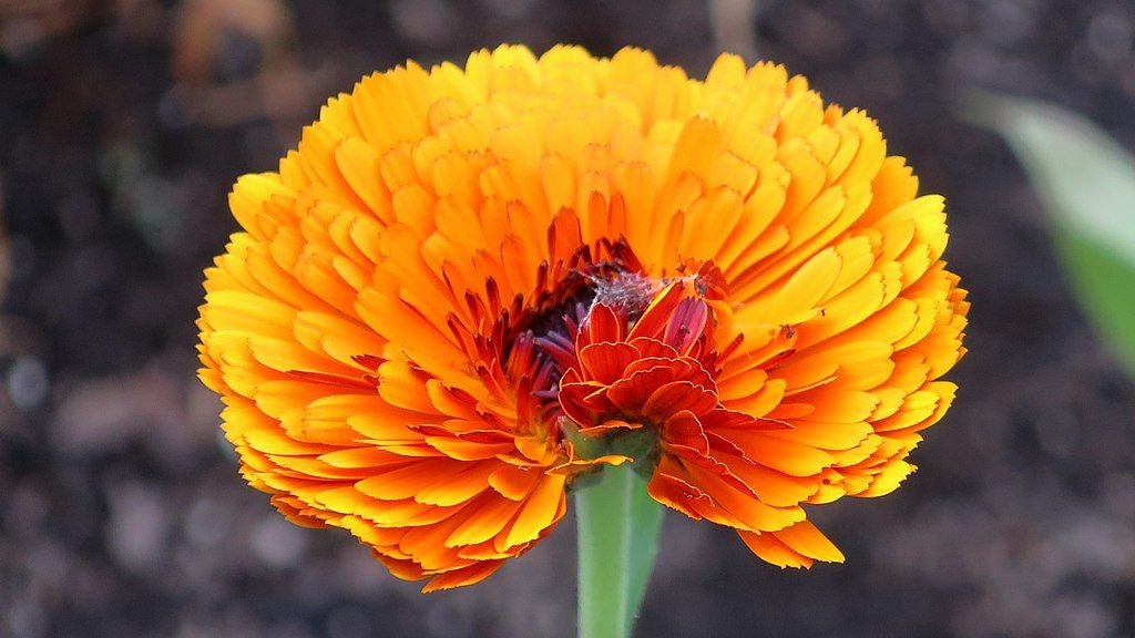 Calêndula 'Indian Prince' (Calendula officinalis 'Indian Prince')