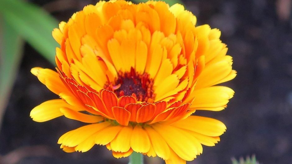 Onde plantar Calêndula 'Indian Prince' (Calendula officinalis 'Indian Prince')_2