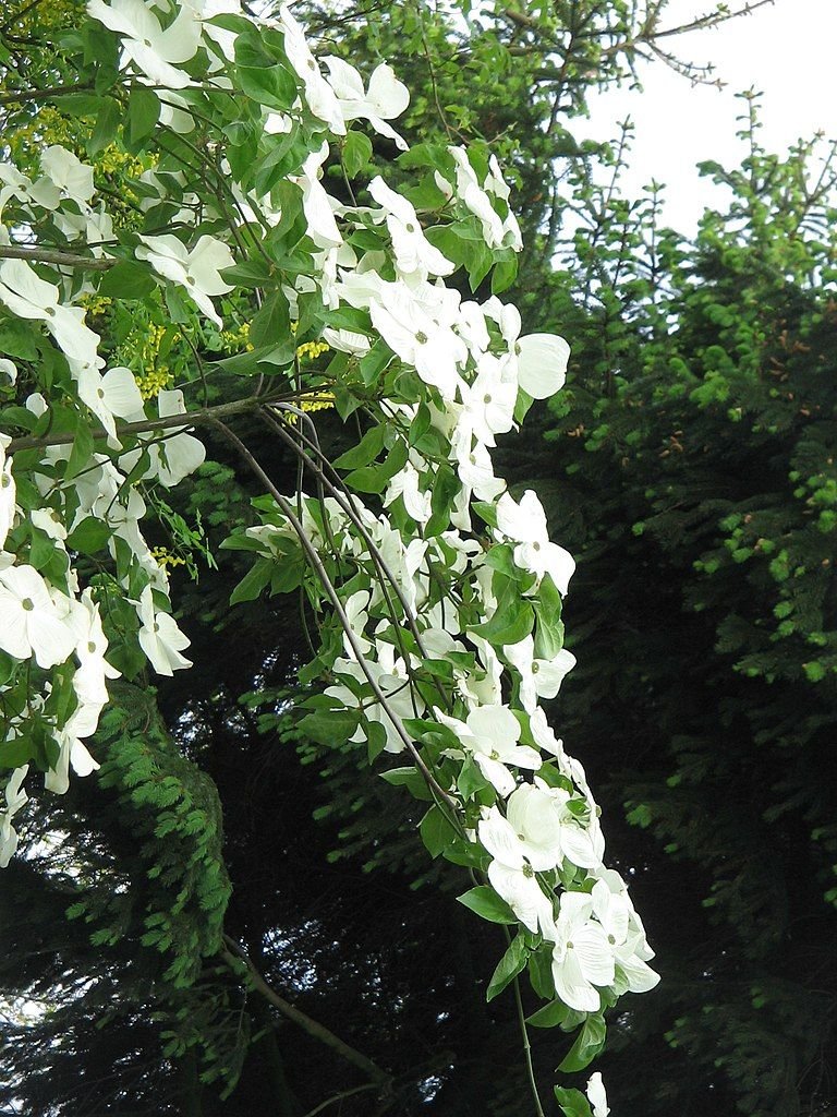 Corniso 'Eddie's White Wonder' (Cornus 'Eddie's White Wonder')