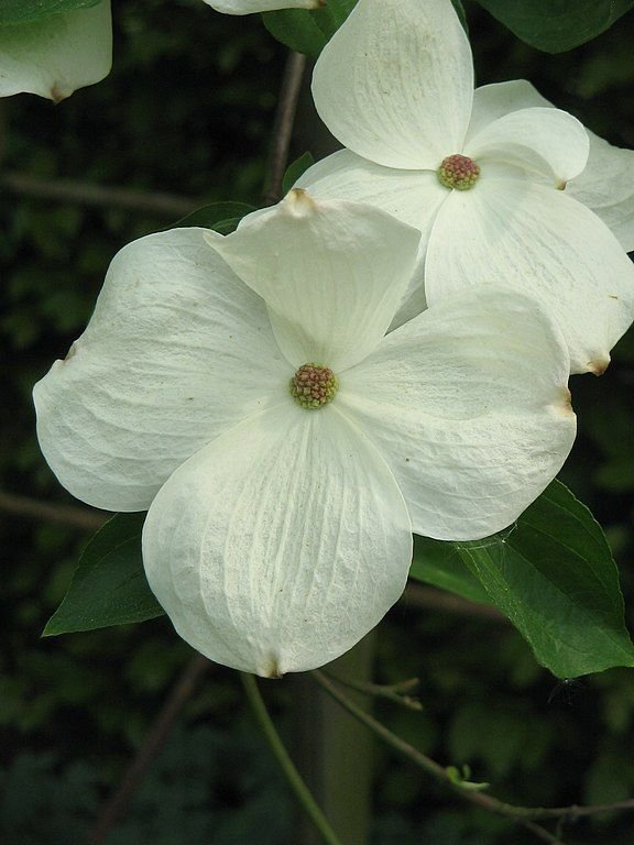 Como plantar Corniso 'Eddie's White Wonder' (Cornus 'Eddie's White Wonder')_1