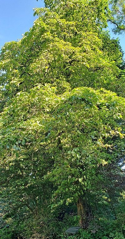 Onde plantar Corniso 'Eddie's White Wonder' (Cornus 'Eddie's White Wonder')_2