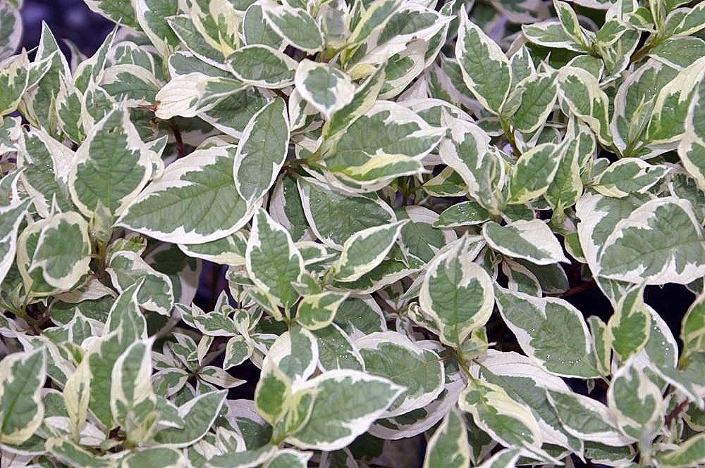 Corniso branco Ivory Halo - 'Bailhalo' (Cornus alba Ivory Halo - 'Bailhalo')