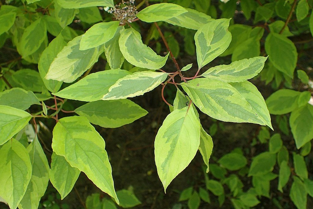 Corniso branco 'Spaethii' (Cornus alba 'Spaethii')