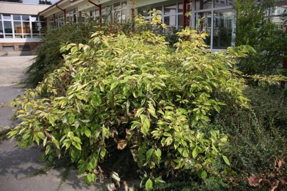Como plantar Corniso branco 'Spaethii' (Cornus alba 'Spaethii')_1