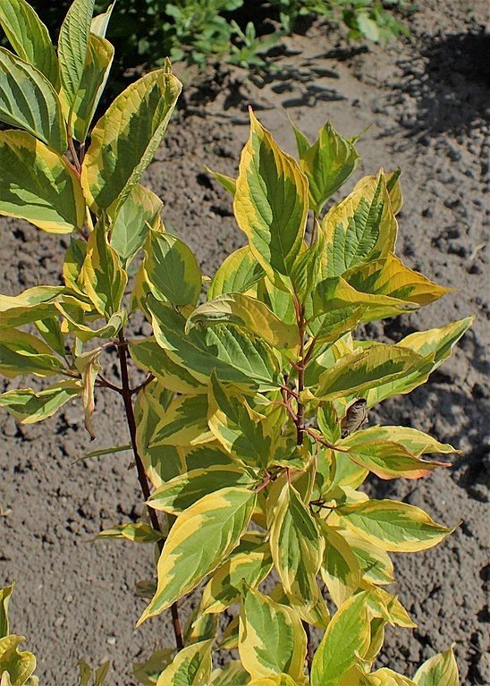 Onde plantar Corniso branco 'Spaethii' (Cornus alba 'Spaethii')_2