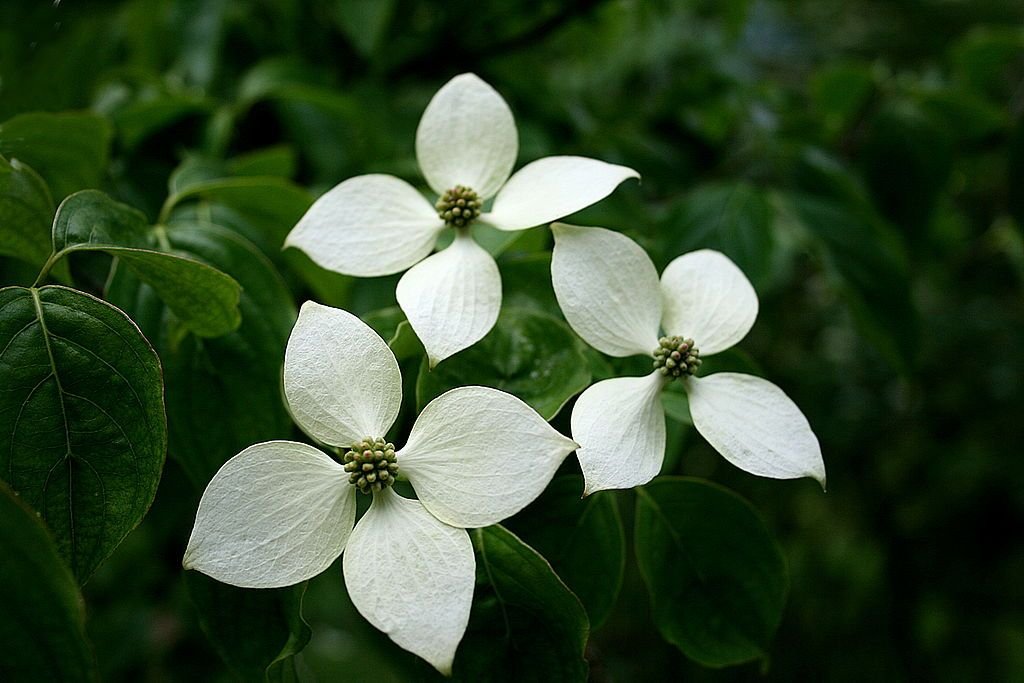 Corniso chinês (Cornus kousa var. chinensis)