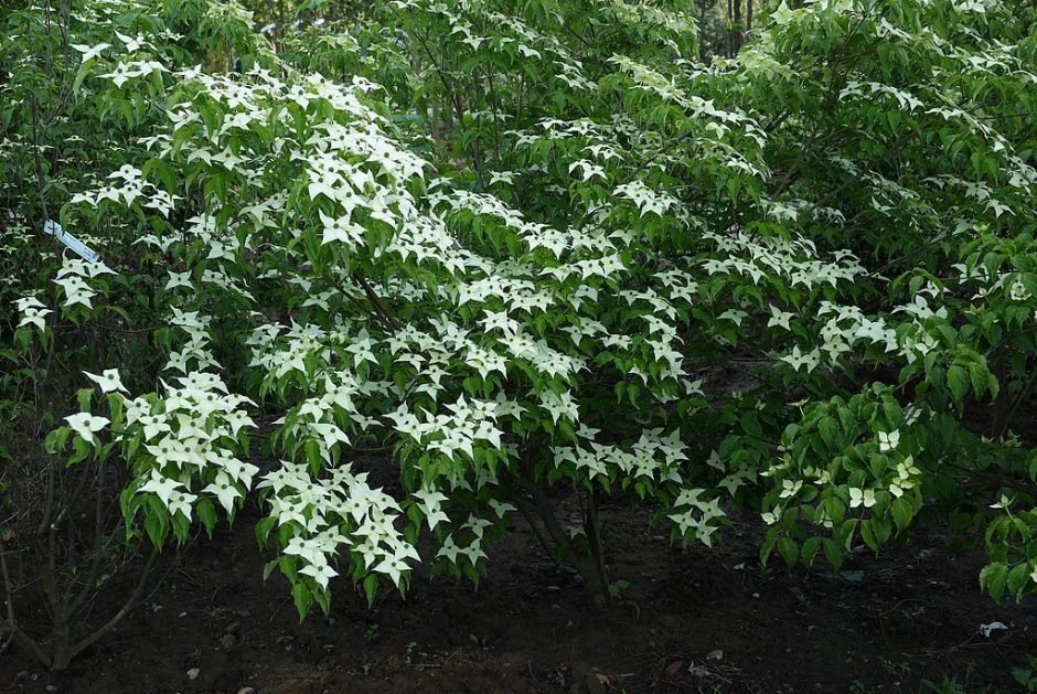 Como plantar Corniso chinês (Cornus kousa var. chinensis)_1