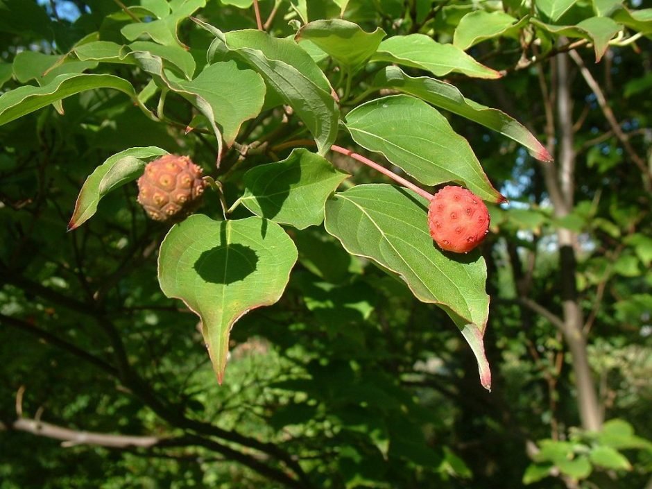 Onde plantar Corniso chinês (Cornus kousa var. chinensis)_2