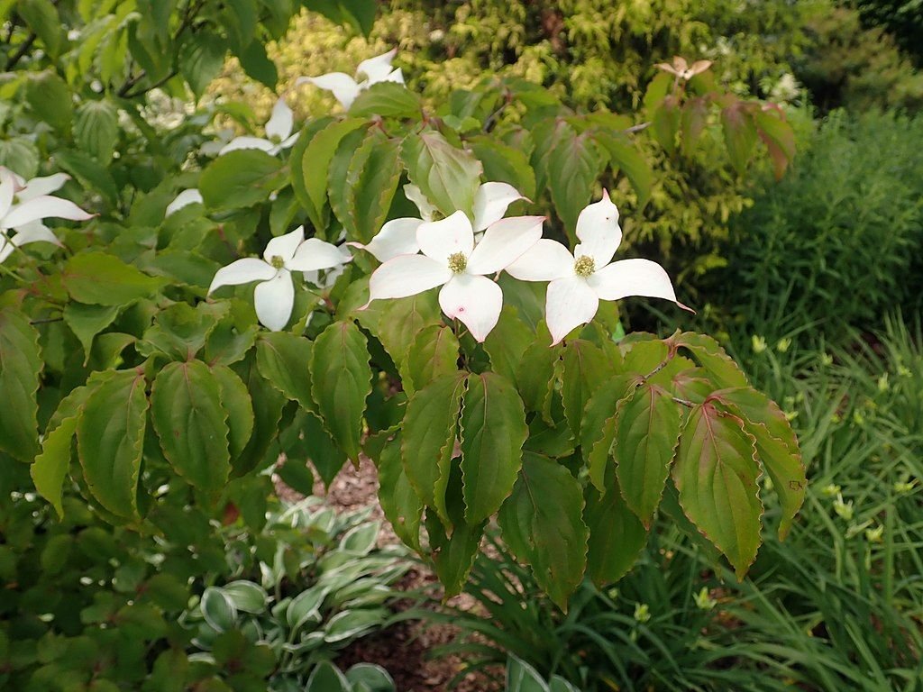 Corniso chinês 'White Dusted' (Cornus kousa var. chinensis 'White Dusted')