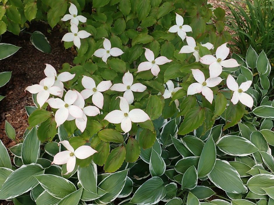 Como plantar Corniso chinês 'White Dusted' (Cornus kousa var. chinensis 'White Dusted')_1