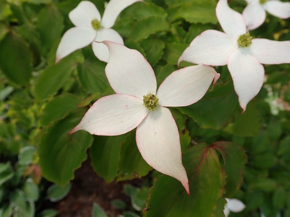 Onde plantar Corniso chinês 'White Dusted' (Cornus kousa var. chinensis 'White Dusted')_2