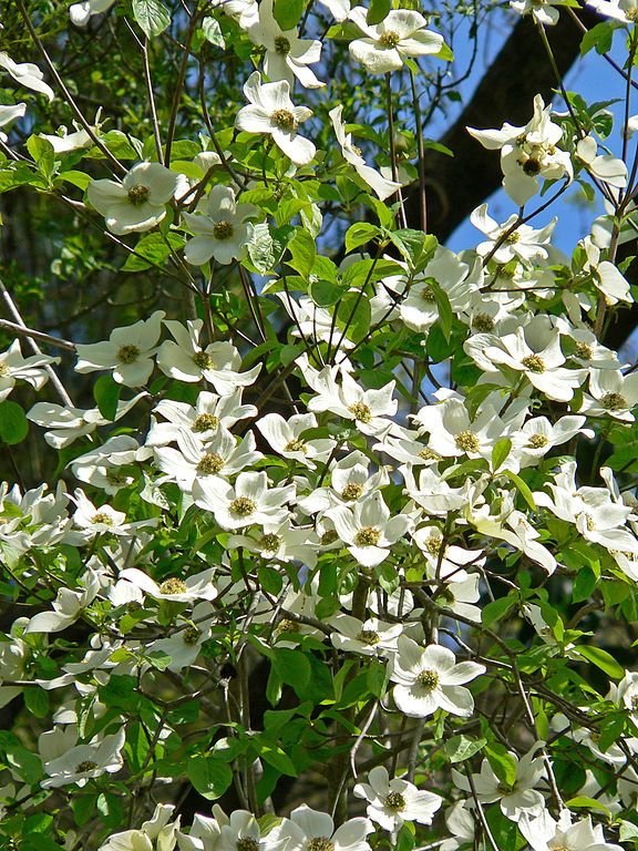 Como plantar Corniso da montanha (Cornus nuttallii)_1