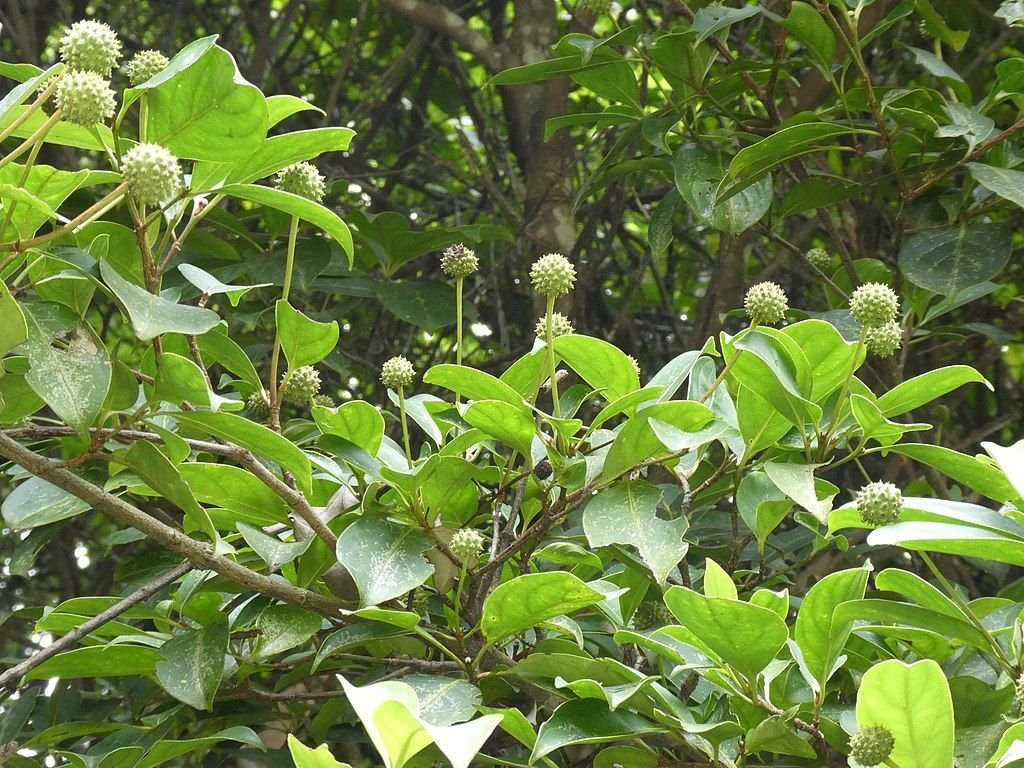 Corniso de Hong Kong (Cornus hongkongensis)