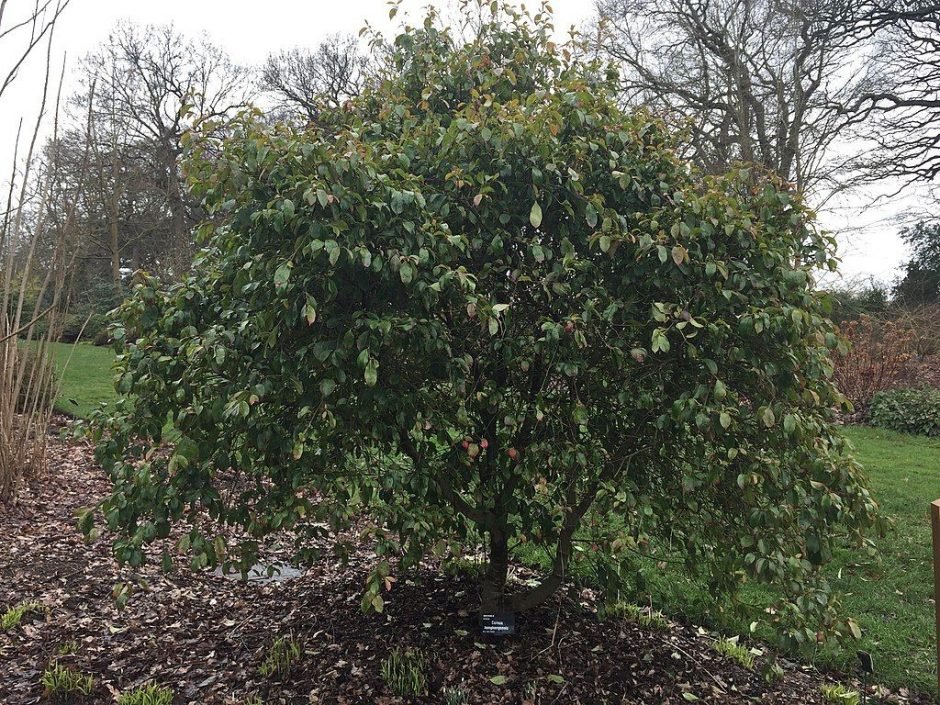 Onde plantar Corniso de Hong Kong (Cornus hongkongensis)_2