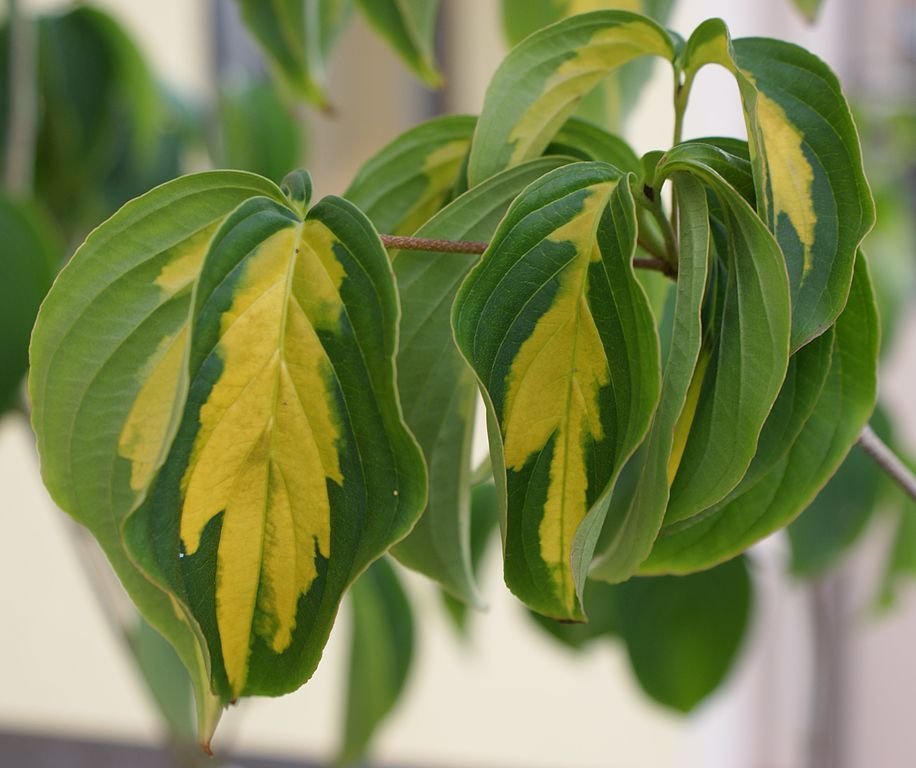 Corniso do Japão 'Gold Star' (Cornus kousa 'Gold Star')