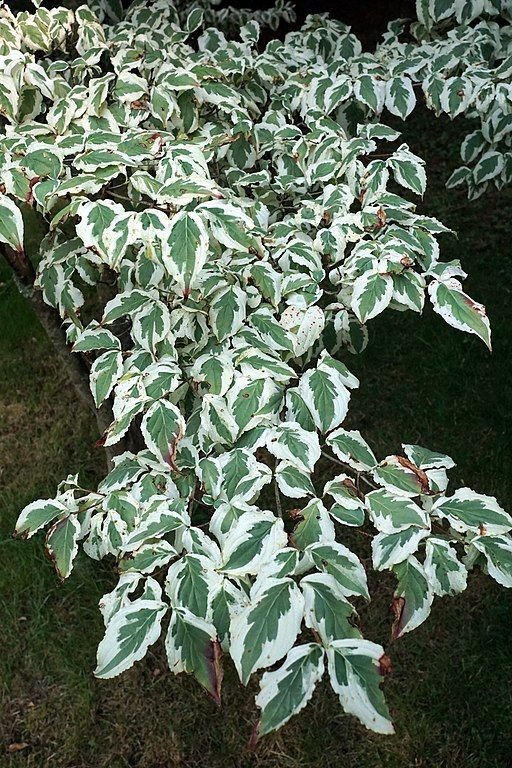 Corniso do Japão 'Snowboy' (Cornus kousa 'Snowboy')