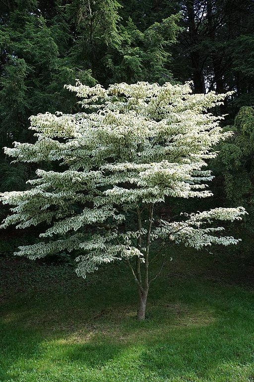 Como plantar Corniso do Japão 'Snowboy' (Cornus kousa 'Snowboy')_1