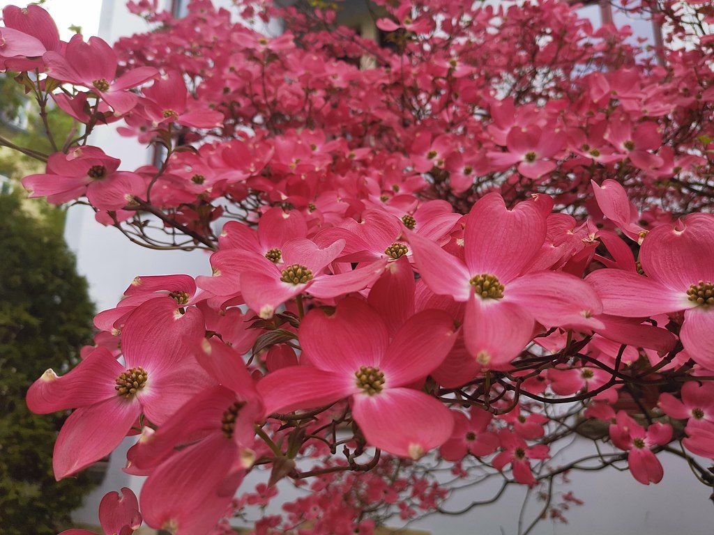 Corniso florido 'Cherokee Chief' (Cornus florida 'Cherokee Chief')