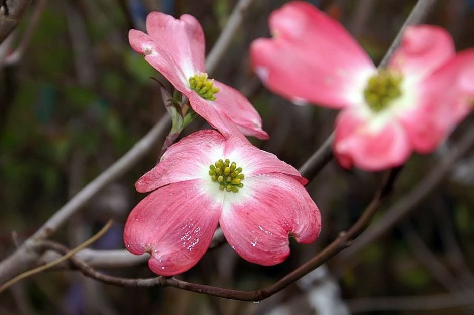 Como plantar Corniso florido 'Cherokee Chief' (Cornus florida 'Cherokee Chief')_1