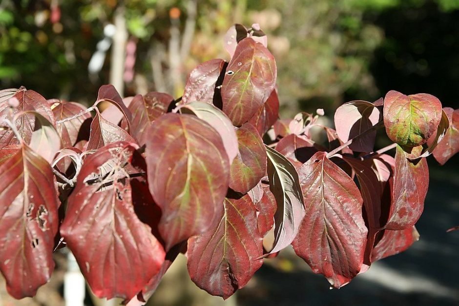 Onde plantar Corniso florido 'Cherokee Chief' (Cornus florida 'Cherokee Chief')_2