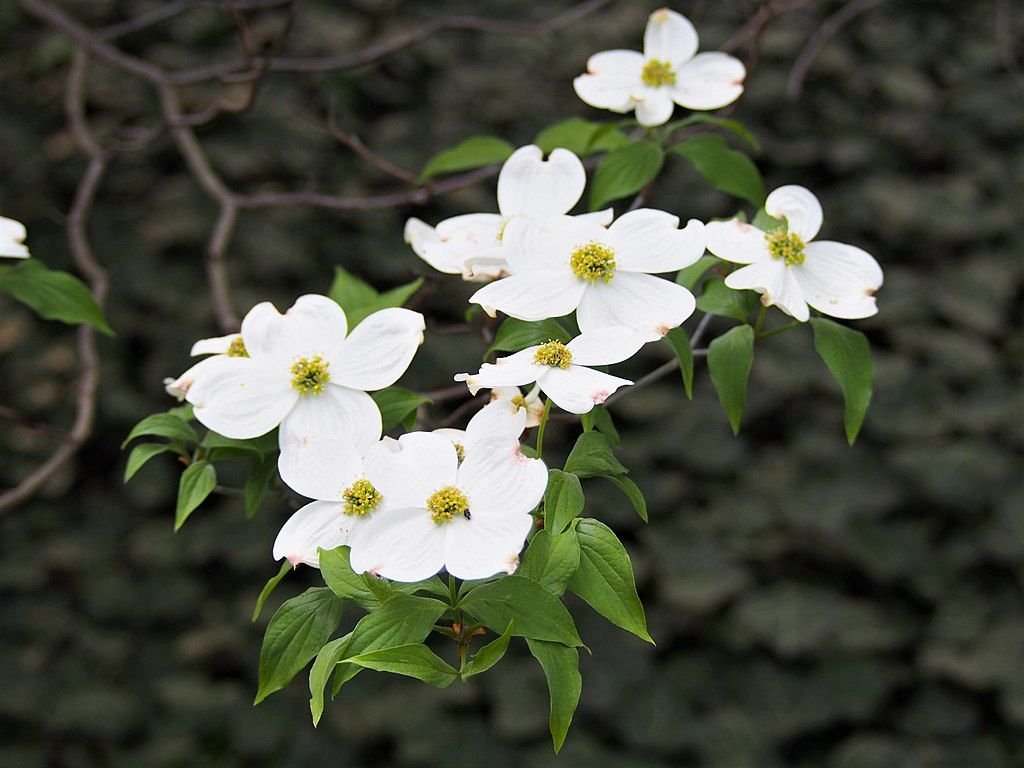 Corniso florido (Cornus florida)