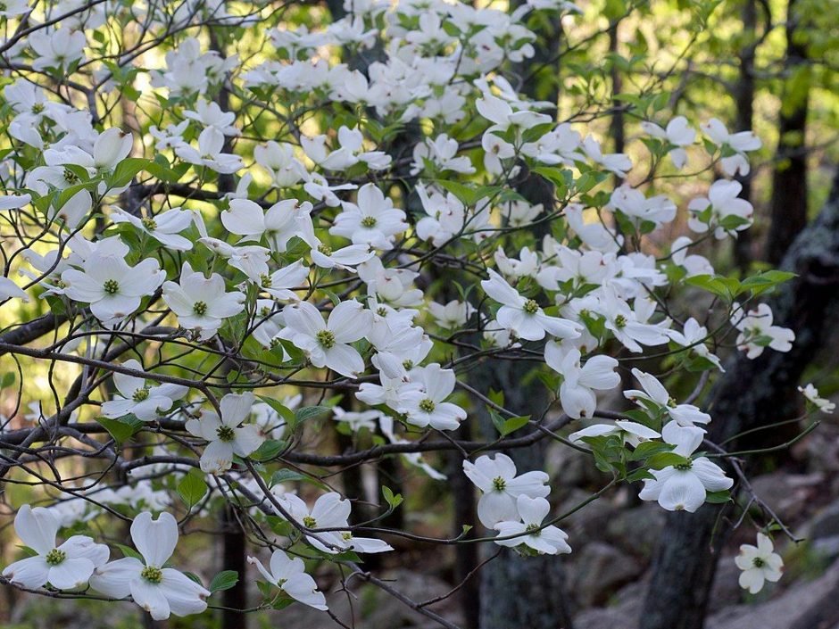 Como plantar Corniso florido (Cornus florida)_1