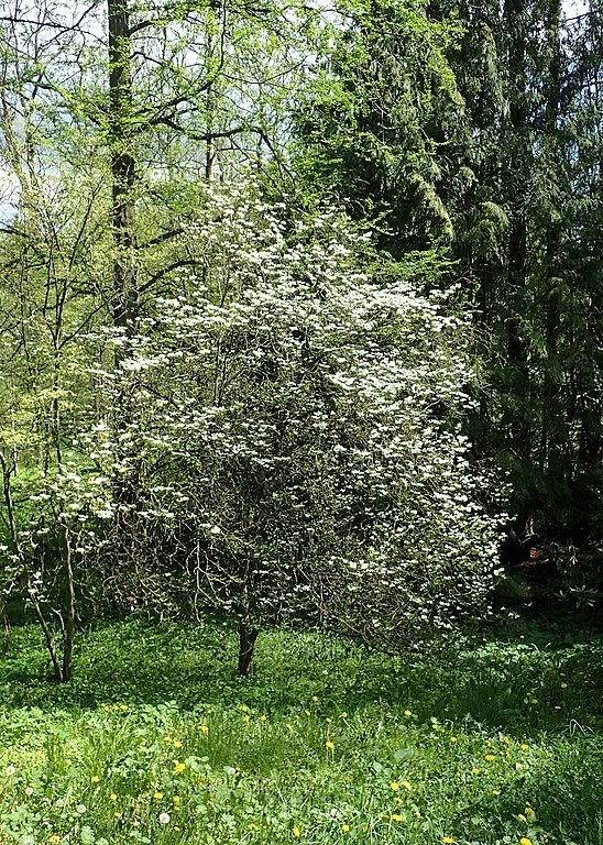 Onde plantar Corniso florido (Cornus florida)_2