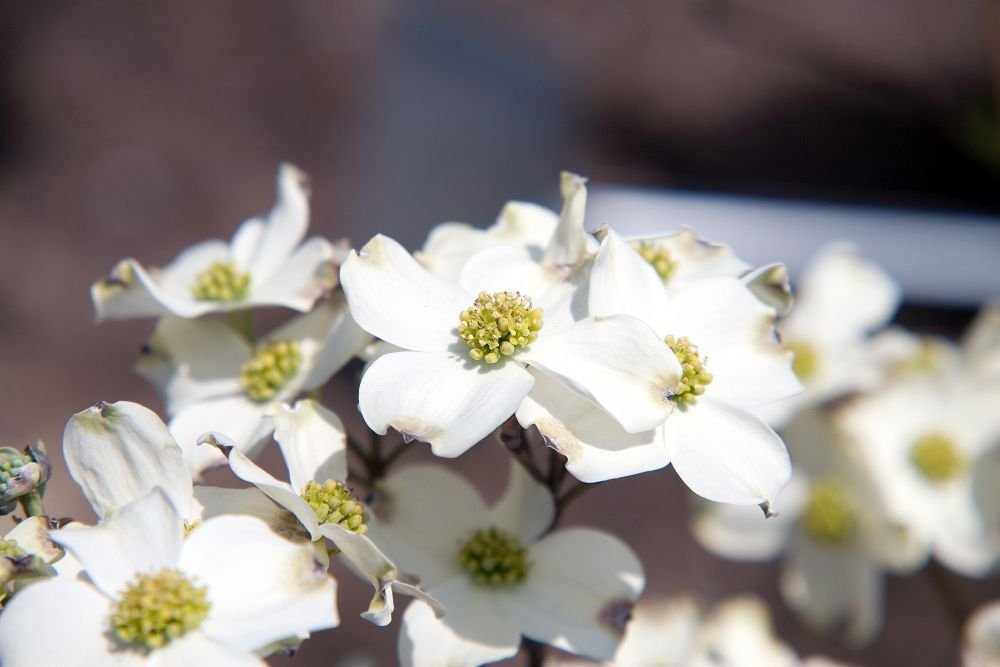 Corniso florido 'Daybreak' (Cornus florida 'Daybreak')