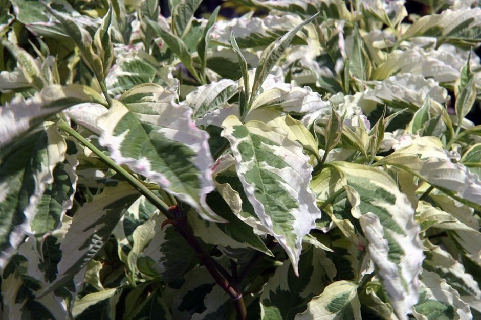 Como plantar Corniso florido 'Daybreak' (Cornus florida 'Daybreak')_1