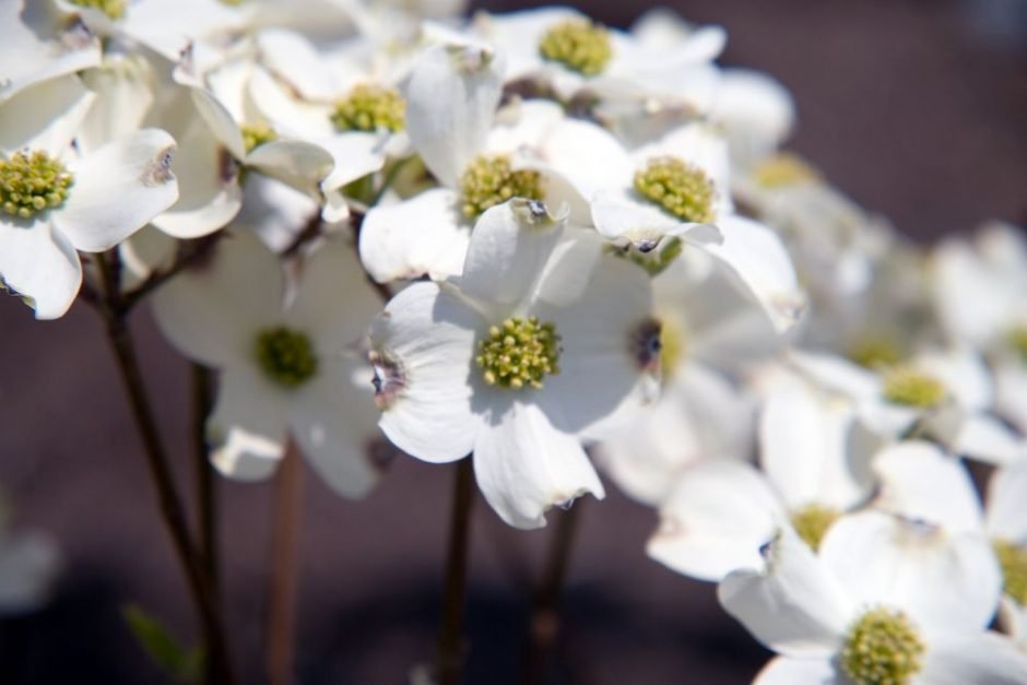 Onde plantar Corniso florido 'Daybreak' (Cornus florida 'Daybreak')_2