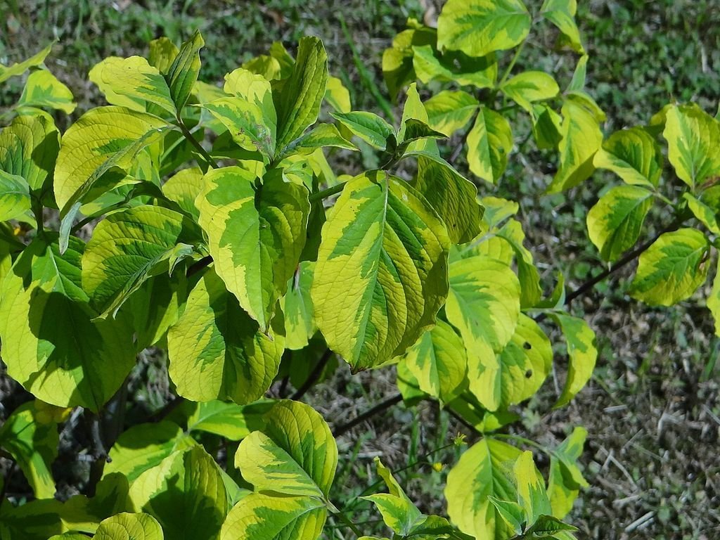 Corniso florido 'Rainbow' (Cornus florida 'Rainbow')