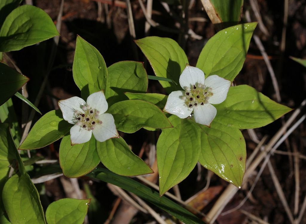 Corniso rastejante (Cornus canadensis)