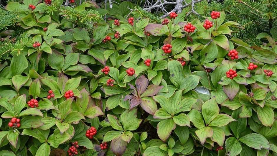 Onde plantar Corniso rastejante (Cornus canadensis)_2