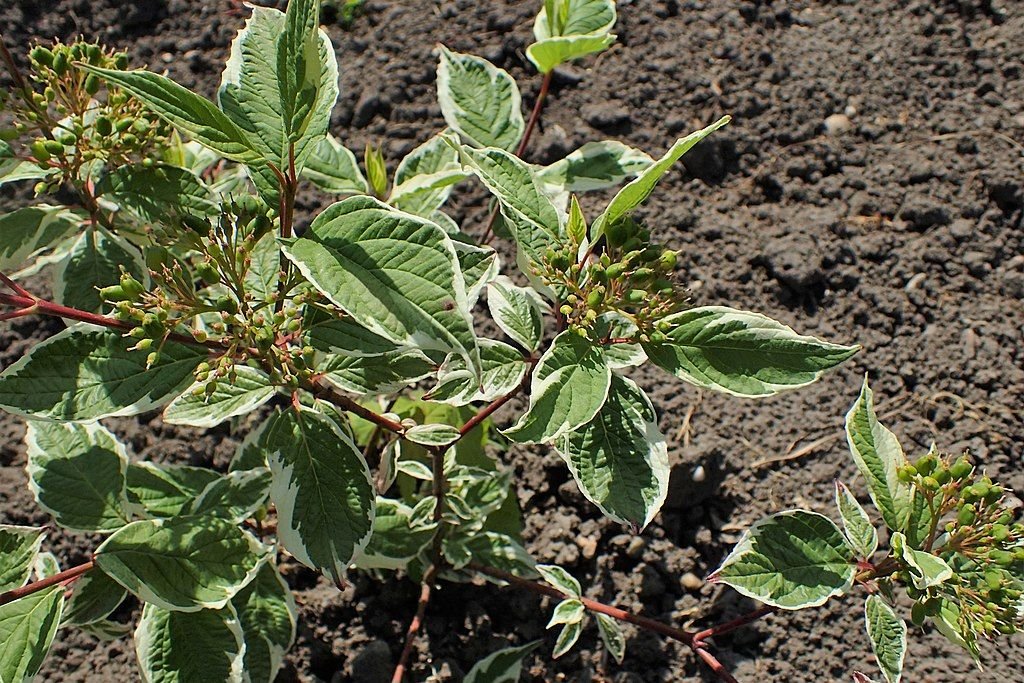 Cornus alba 'Sibirica Variegata' (Cornus alba 'Sibirica Variegata')