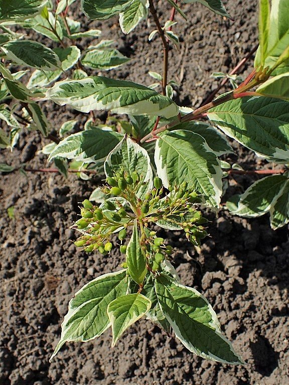 Como plantar Cornus alba 'Sibirica Variegata' (Cornus alba 'Sibirica Variegata')_1