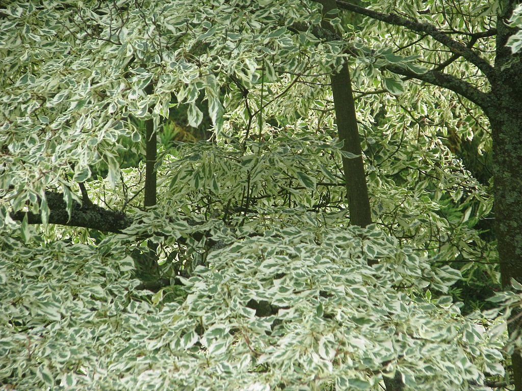 Cornus alternifolia 'Argentea' (Cornus alternifolia 'Argentea')