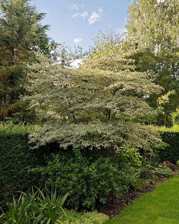 Onde plantar Cornus alternifolia 'Argentea' (Cornus alternifolia 'Argentea')_2
