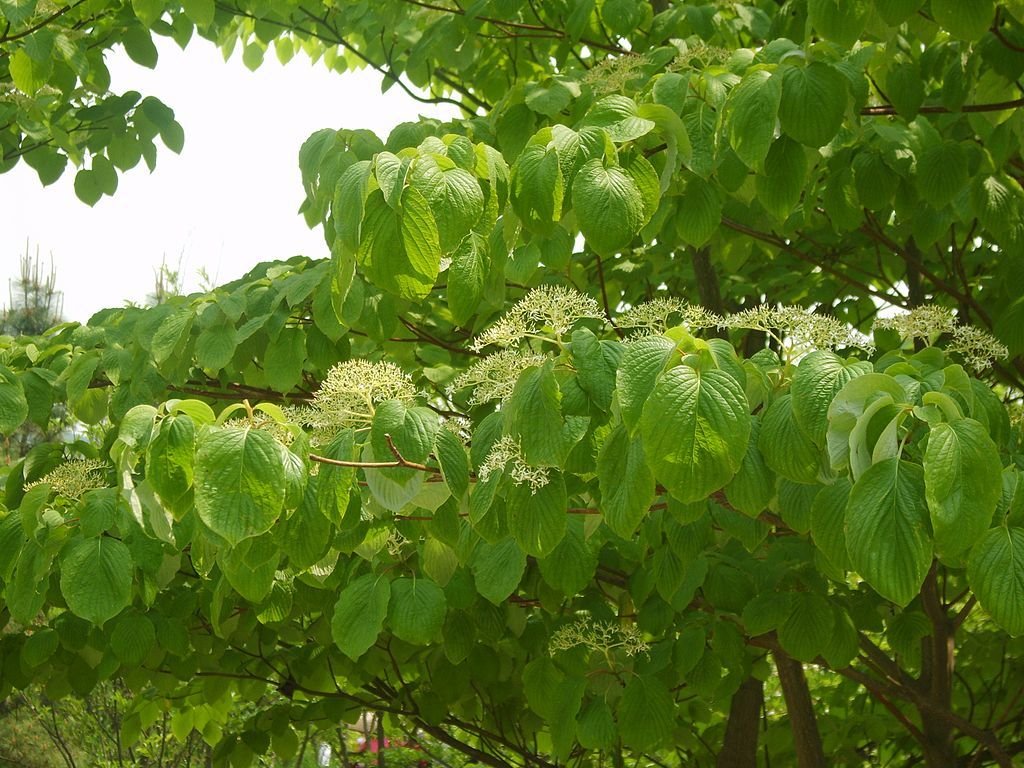 Cornus controversa (Cornus controversa)