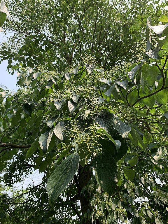 Como plantar Cornus controversa (Cornus controversa)_1