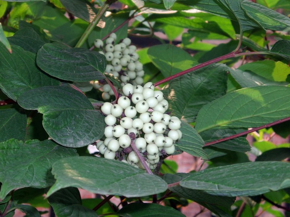 Onde plantar Cornus controversa (Cornus controversa)_2